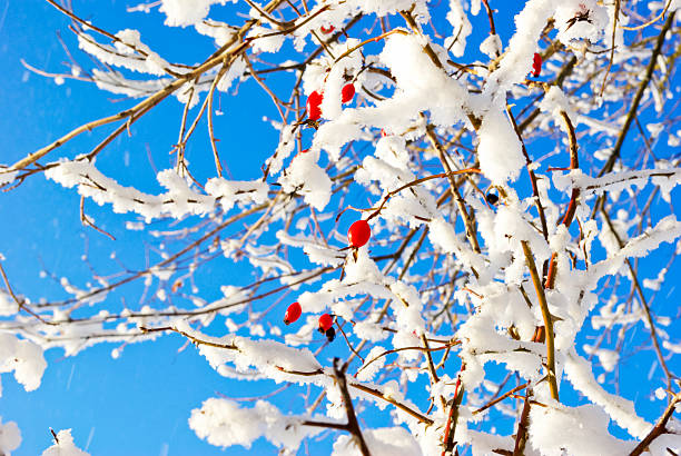 istock Branches rosehip covered with hoarfrost on the blue sky background. 450062899
