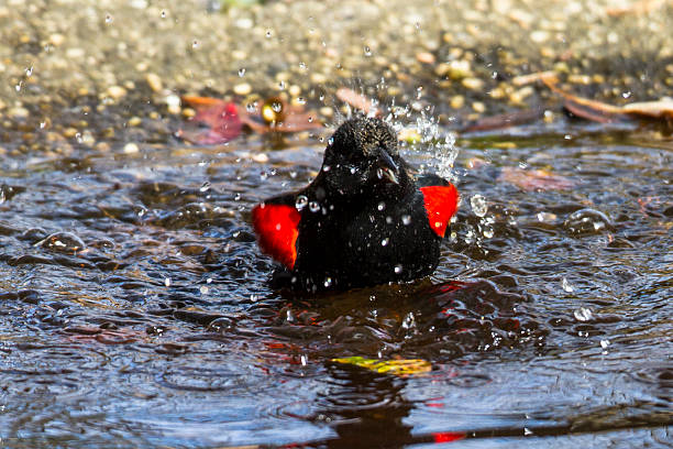 Blackbird Bath stock photo