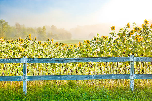 digital verbesserten bilder von sonnenblumen, stowe vermont, usa - sunflower field scenics landscape stock-fotos und bilder