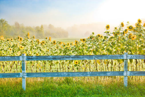 Digitally enhanced image of sunflowers on a foggy early morning in Stowe Vermont, USA