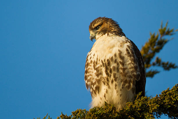 Juvenile Hawk stock photo