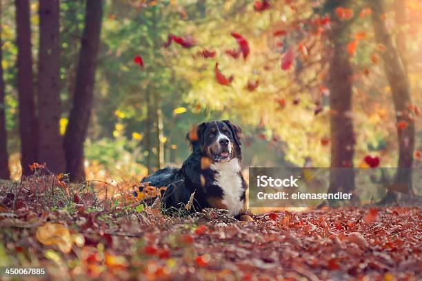 Foto de Cão Bernese Montanhês e mais fotos de stock de Cão - Cão, Outono, Folha