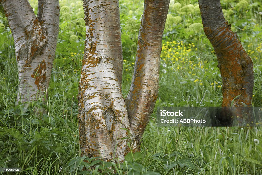 Beech tree trunk und Gras. - Lizenzfrei Ast - Pflanzenbestandteil Stock-Foto