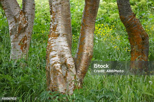 Beech Tree Trunk Und Gras Stockfoto und mehr Bilder von Ast - Pflanzenbestandteil - Ast - Pflanzenbestandteil, Buche, Farbton