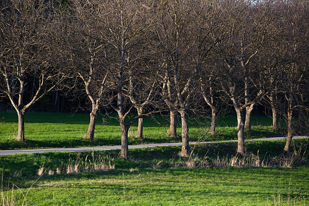 tree alley stock photo