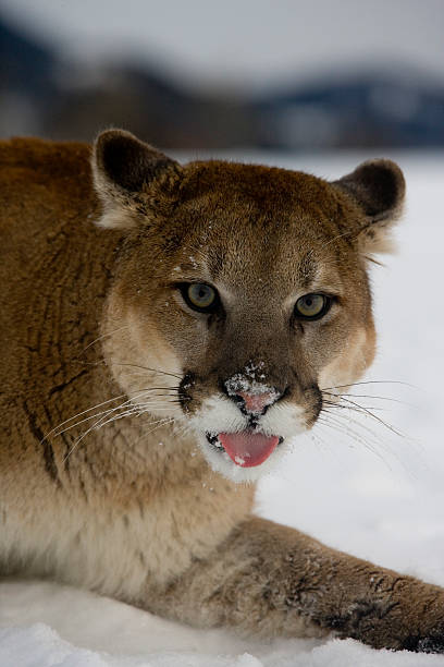istock Puma or Mountain lion, Pumaa concolor 450070621
