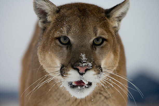 istock Puma or Mountain lion, Pumaa concolor 450070645