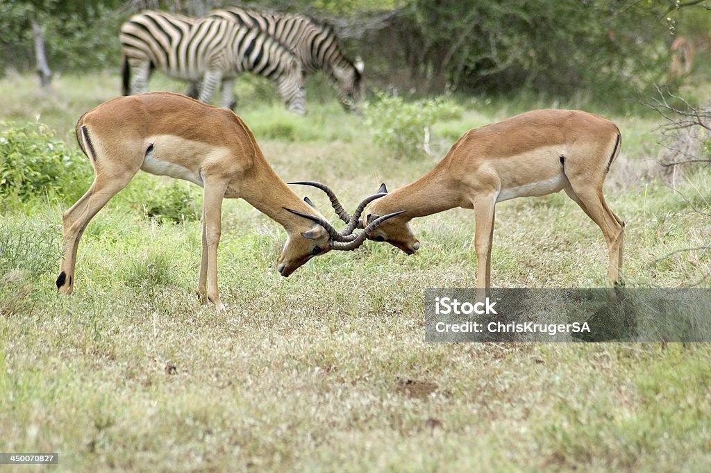 Africa Wildlife Male Impala Antelope (Aepyceros Melampus) in the Kruger Park, South Africa. Africa Stock Photo