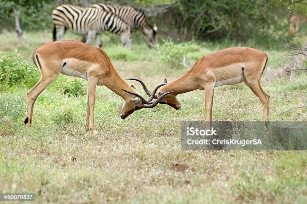 Africa Wildlife Stock Photo - Download Image Now - Africa, Animal Wildlife, Animals In The Wild