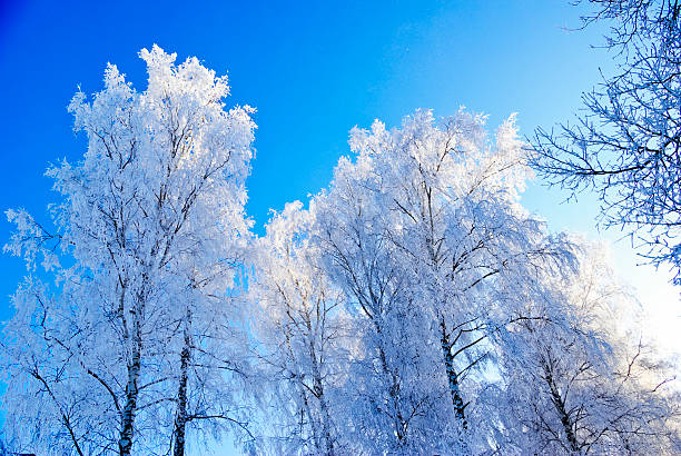 istock Branches of trees covered with snow winter morning in forest. 450071279