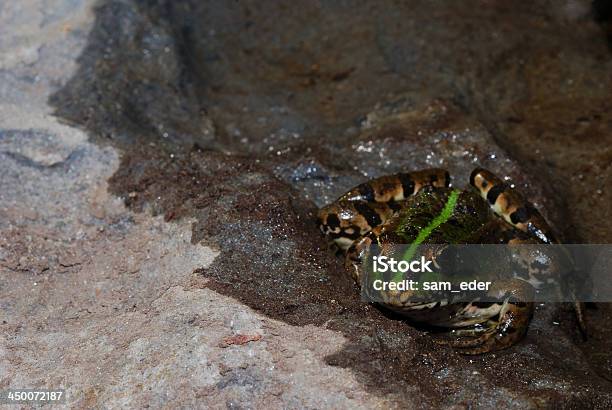 Frosch Auf Nassen Felsen Stockfoto und mehr Bilder von Aktivitäten und Sport - Aktivitäten und Sport, Amphibie, Bewegung