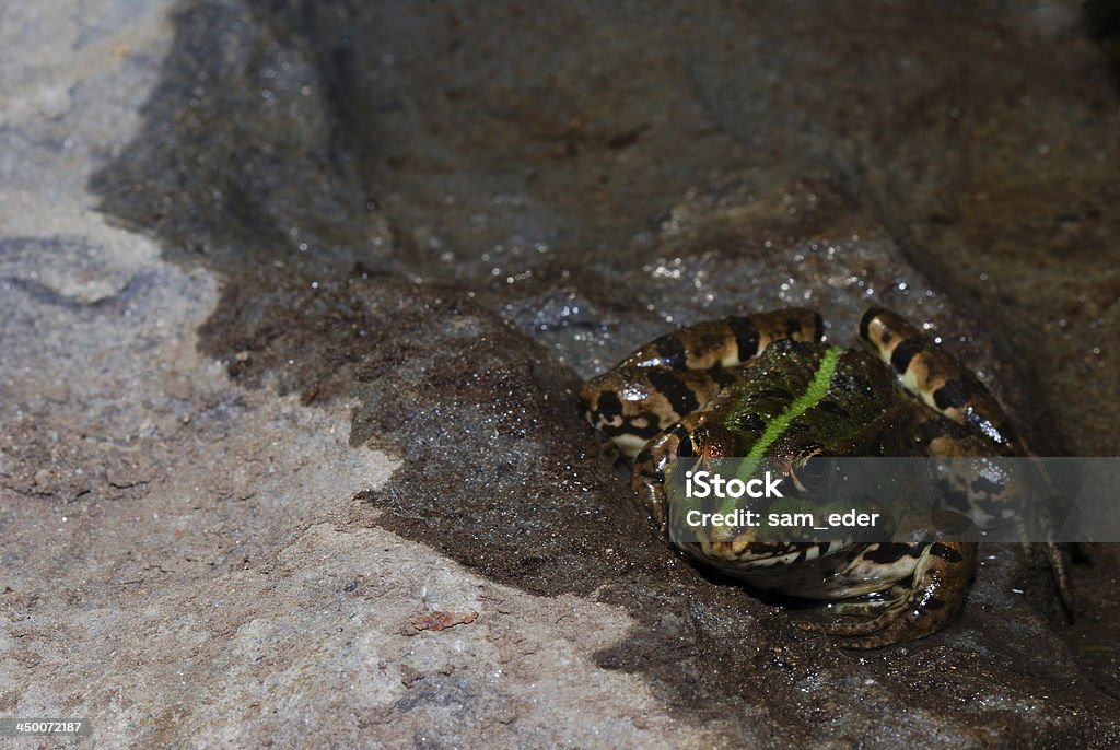 Rana su roccia bagnata - Foto stock royalty-free di Ambientazione esterna