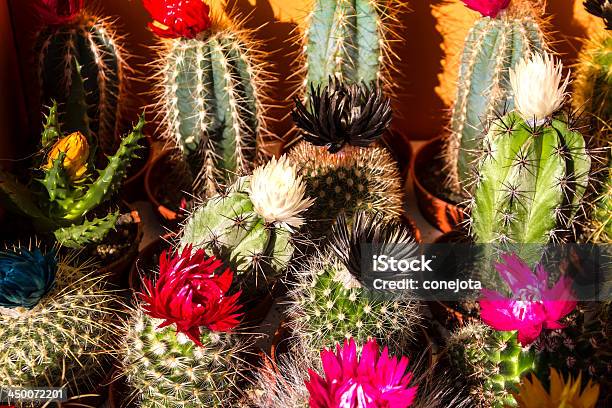 Foto de Cactus e mais fotos de stock de Afiado - Afiado, Beleza, Beleza natural - Natureza