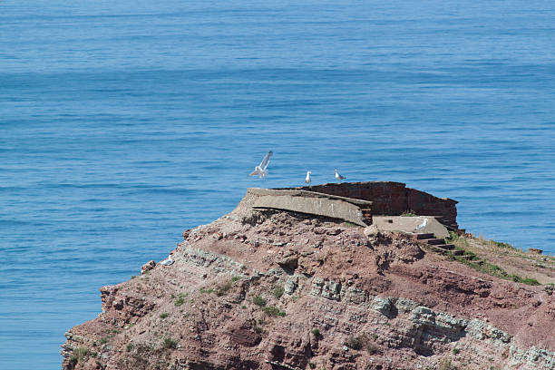 Gannets breeding on Helgoland