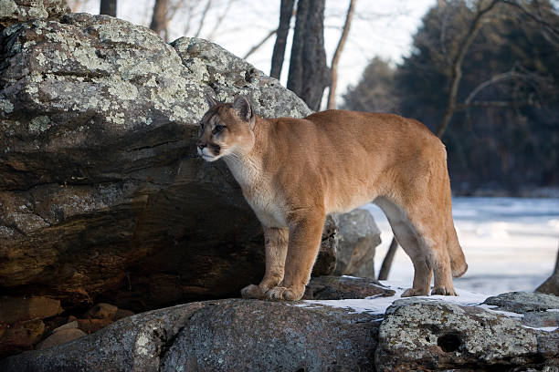istock Puma or Mountain lion, Pumaa concolor 450075315