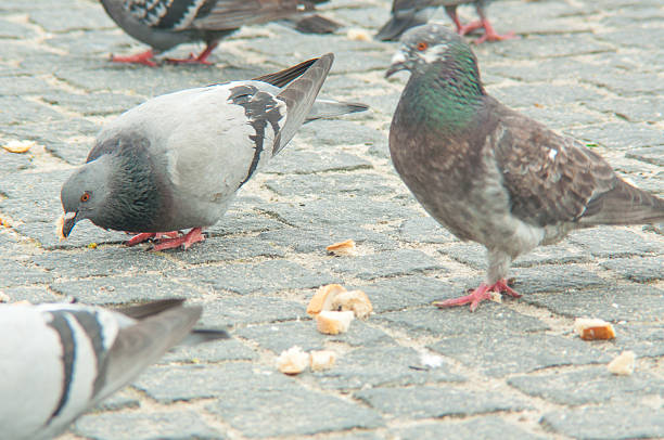istock urban pigeon eating bread scattered with tourists 450076453