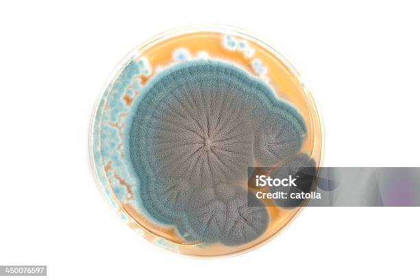 Penicillium Fungos Em Ágar Placa - Fotografias de stock e mais imagens de Antibiótico - Antibiótico, Azul, Biologia