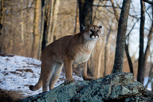 istock Puma or Mountain lion, Pumaa concolor 450078977