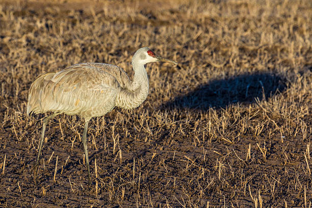 istock Sandhill Crane in early morning 450087707