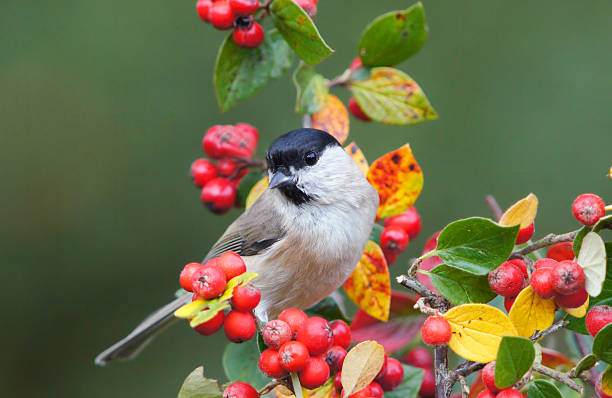 Parus palustris on a twig Parus palustris on Cotoneaster twig in fall (Germany). cotoneaster stock pictures, royalty-free photos & images