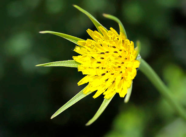 Goatsbeard (Tragopogon pratensis) has pretty yellow flowers with spiky sepals; and a giant version of a dandelion's 'clock' seedhead. Because its habit is to open its flowers fully only during sunny mornings, it has another name: Jack-go-to-bed-at-noon. This is late spring on Mitcham Common, Surrey, UK.