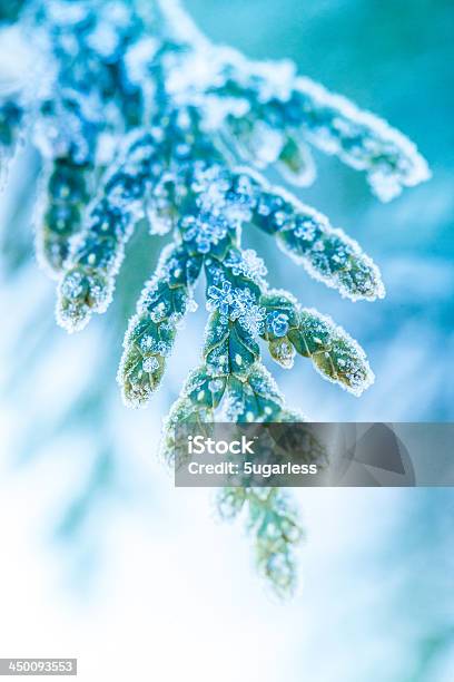 Ice Überdachtenahaufnahme Stockfoto und mehr Bilder von Ast - Pflanzenbestandteil - Ast - Pflanzenbestandteil, Ausgebleicht, Blau