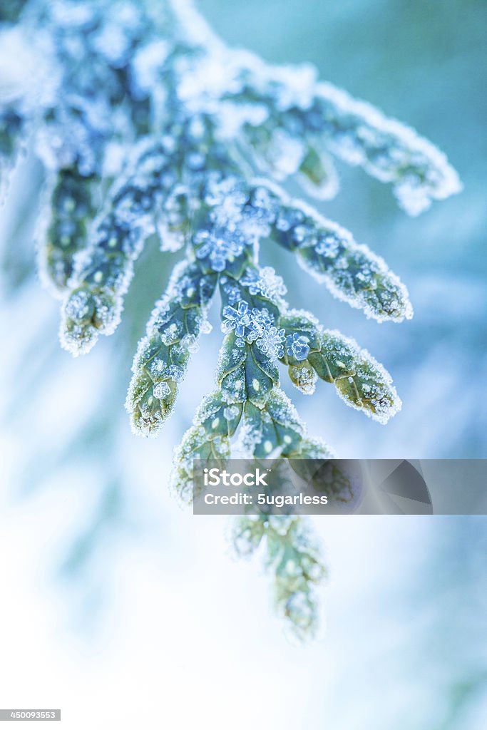 Ice coperto divisione close-up - Foto stock royalty-free di Ambientazione esterna
