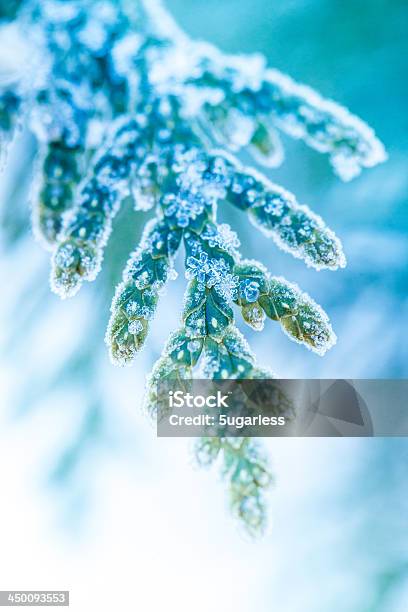 Ice Covered Plant Closeup Stock Photo - Download Image Now - Back Lit, Beauty, Beauty In Nature