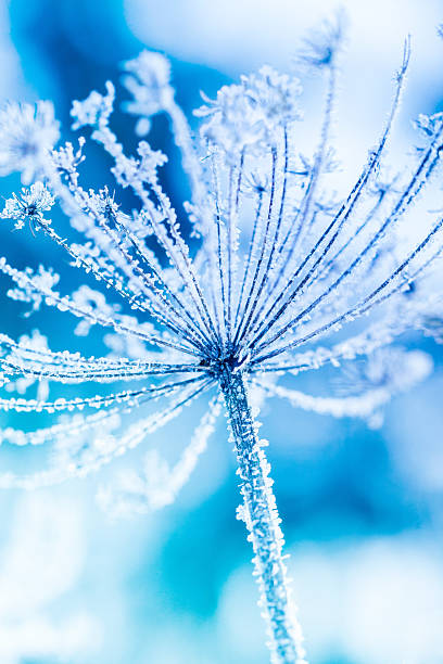 istock Ice covered plant close-up 450094181