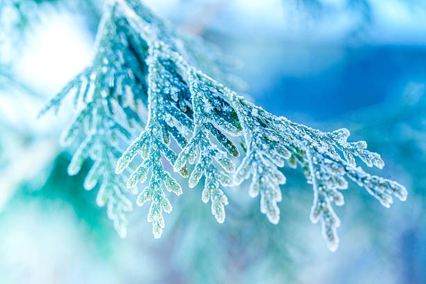 Ice covered plant close-up stock photo
