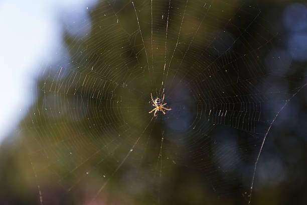 araignée-araña - depredador photos et images de collection