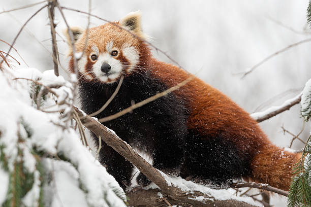 istock Red Panda (Ailurus Fulgens) in the snowy Woods 450097243
