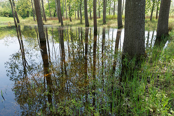 riserva naturale, sauerdelta alsazia, francia - baumreihe foto e immagini stock