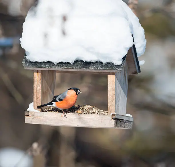 Gimpel (Pyrrhula), Eurasian Bullfinch