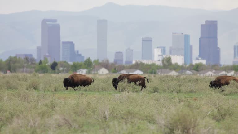 HD video Bison and downtown Denver skyscrapers