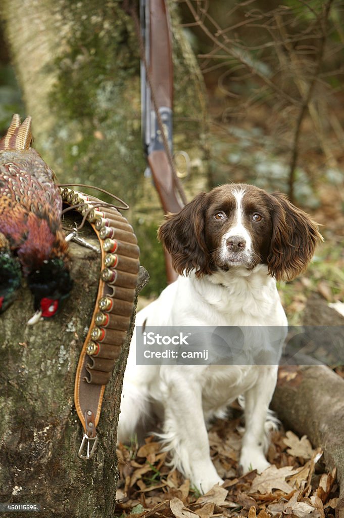 Springer Spaniel Springer Spaniel in woodland with pheasants, gun and cartridge belt. Shooting a Weapon Stock Photo