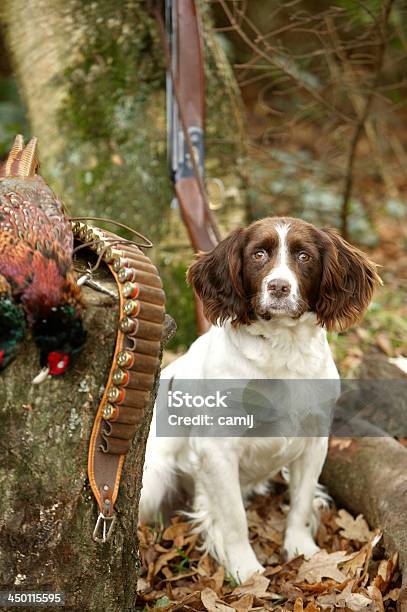 Springer Spaniel Stock Photo - Download Image Now - Shooting a Weapon, Bullet Cartridge, Cartridge Belt