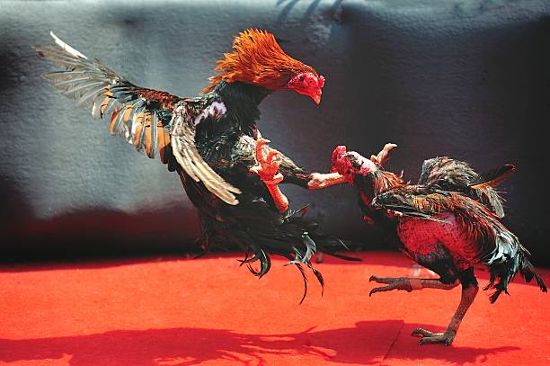 cockfight arena