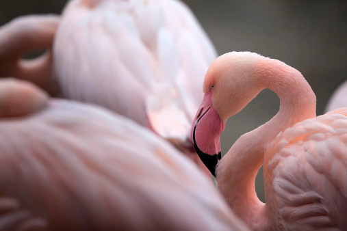 Close up portrait of an Flamingo