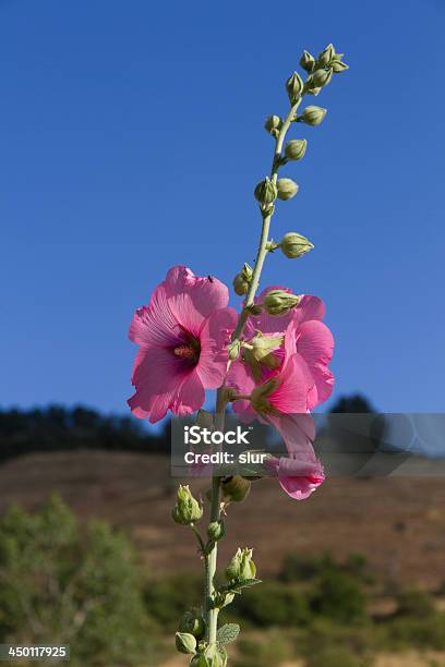 Flower Hollyhock Flor Alcea Rosea Stock Photo - Download Image Now -  Animal, Beauty In Nature, Blue - iStock