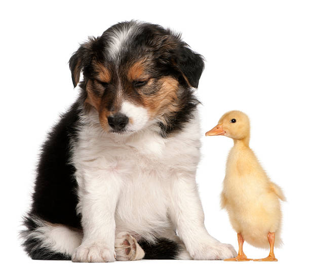 istock Border Collie puppy, 6 weeks old, playing with a duckling 450118107