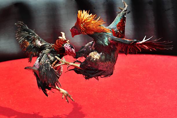 istock cockfight arena 450118119