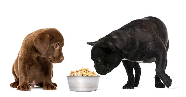 istock Two Dog puppies looking at a full bowl 450119055