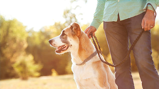 A man with his leased Central Asian shepherd at the park