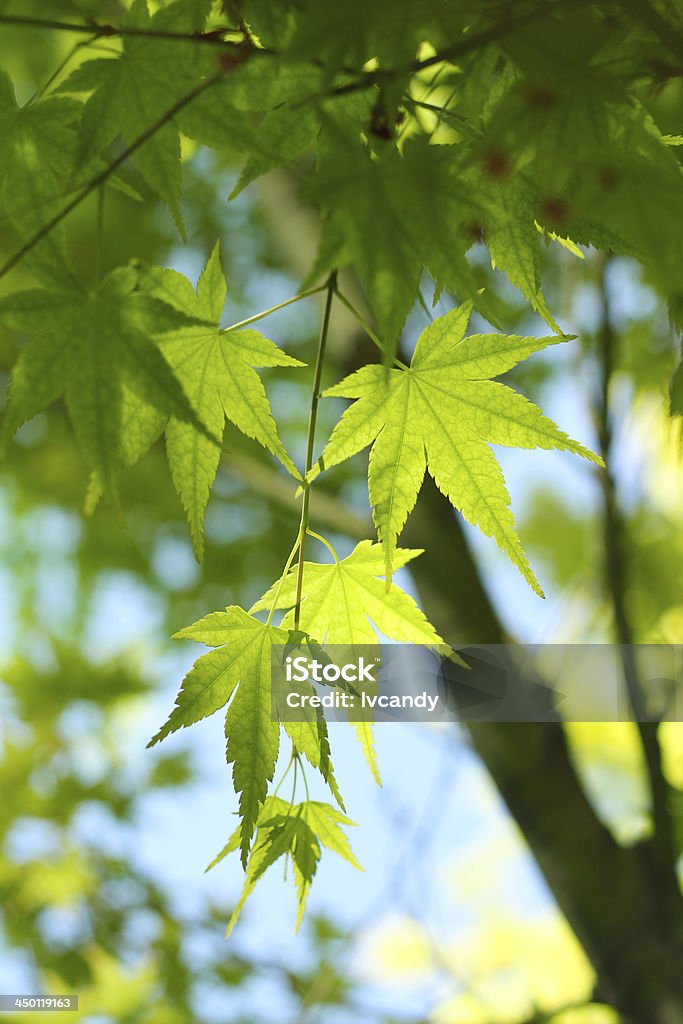 Verde mapleleaves en la soleada - Foto de stock de Aire libre libre de derechos