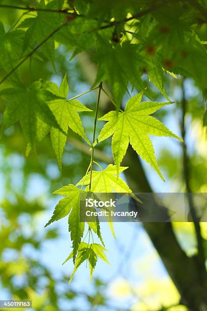 Verde Mapleleaves En La Soleada Foto de stock y más banco de imágenes de Aire libre - Aire libre, Arce, Bosque