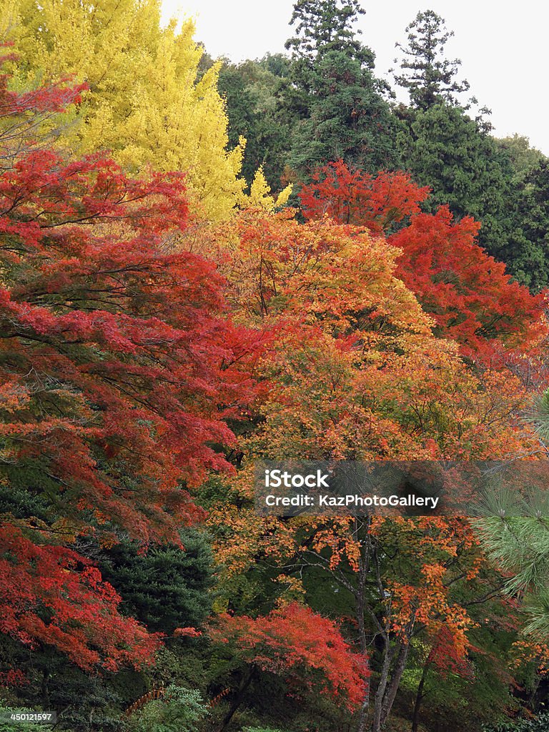 Осенние листья - Стоковые фото Satoyama - Scenery роялти-фри