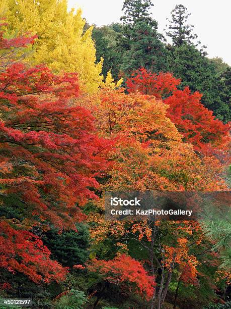 Осенние Листья — стоковые фотографии и другие картинки Satoyama - Scenery - Satoyama - Scenery, Без людей, Белый