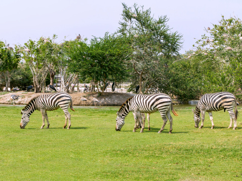 Lone Zebra Eating Grass