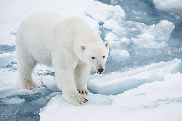 Polar Bear on Pack Ice stock photo